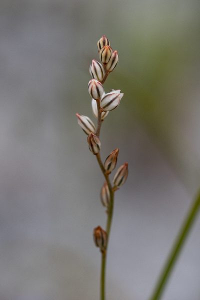 Eriospermum cernuum, photographed by magriet b