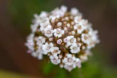 Stoebe cyathuloides, photographed by magriet b