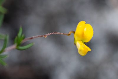 Aspalathus serpens, photographed by magriet b