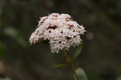 Stevia salicifolia, photographed by Roberto Rodriguez