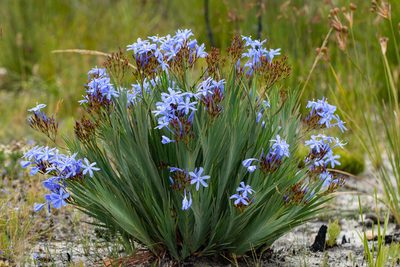 Nivenia stokoei, photographed by magriet b