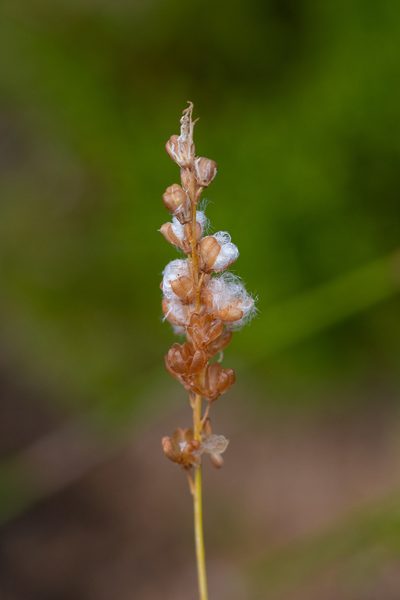 Eriospermum cernuum, photographed by magriet b