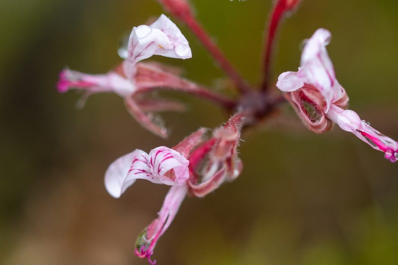 Pelargonium dipetalum, photographed by magriet b