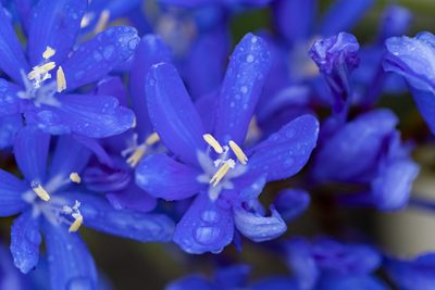 Nivenia stokoei, photographed by magriet b