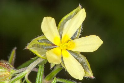 Helianthemum aegyptiacum, photographed by Drepanostoma