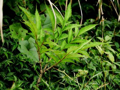 Amorphophallus kiusianus, photographed by Jacy Chen
