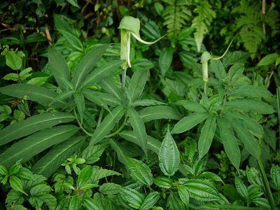 Arisaema heterophyllum, photographed by Jacy Chen