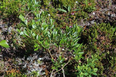 Salix phylicifolia, photographed by Dmitriy Bochkov