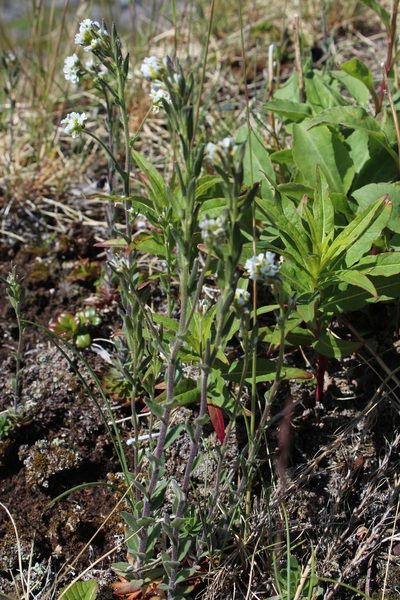 Draba incana, photographed by Dmitriy Bochkov