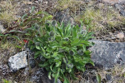 Hieracium alpinum, photographed by Dmitriy Bochkov