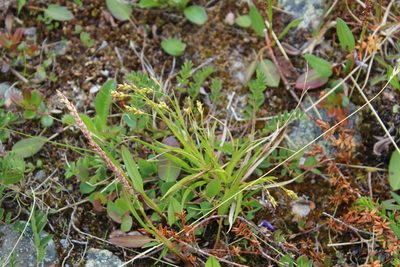 Carex capillaris, photographed by Dmitriy Bochkov