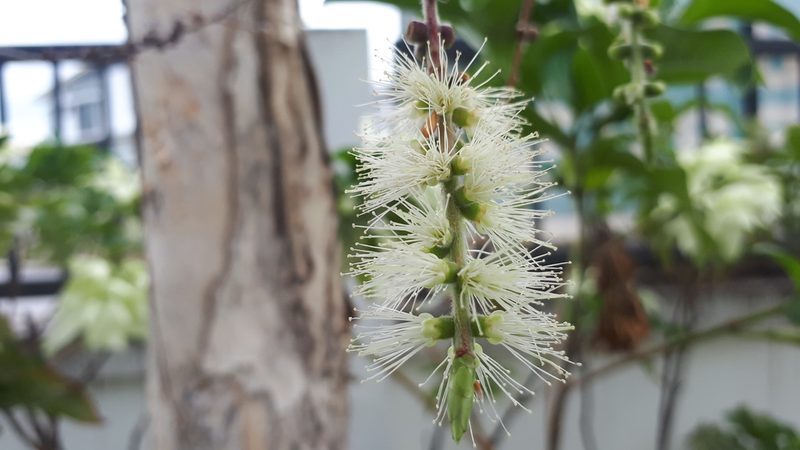 Melaleuca cajuputi, photographed by Ong Jyh Seng