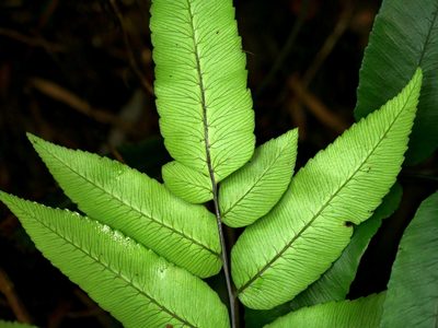 Diplazium maonense, photographed by Jacy Chen