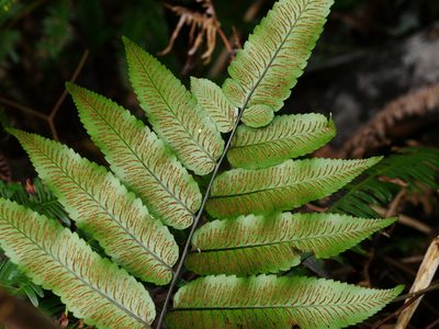 Diplazium maonense, photographed by Jacy Chen