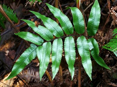 Diplazium maonense, photographed by Jacy Chen