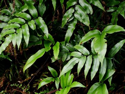 Diplazium maonense, photographed by Jacy Chen