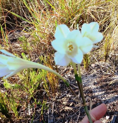 Cyrtanthus leucanthus, photographed by linkie