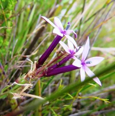 Lobelia stenosiphon, photographed by linkie
