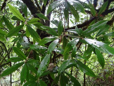 Actinodaphne mushaensis, photographed by 呂一起(Lyu yi-chi)