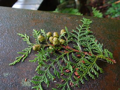 Chamaecyparis formosensis, photographed by 呂一起(Lyu yi-chi)