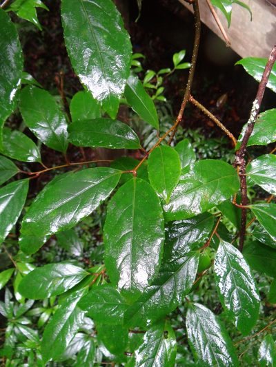 Celastrus punctatus, photographed by 呂一起(Lyu yi-chi)