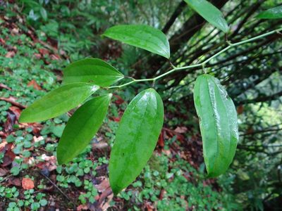 Smilax lanceifolia, photographed by 呂一起(Lyu yi-chi)