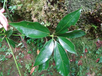 Neolitsea variabillima, photographed by 呂一起(Lyu yi-chi)