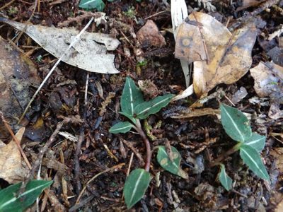Goodyera velutina, photographed by 呂一起(Lyu yi-chi)