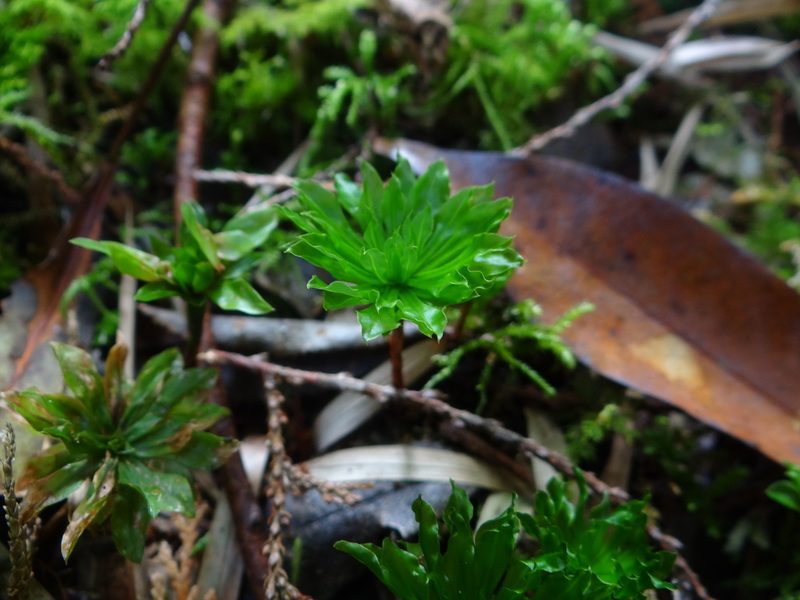 Rhodobryum giganteum, photographed by 呂一起(Lyu yi-chi)