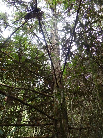 Cunninghamia konishii, photographed by 呂一起(Lyu yi-chi)