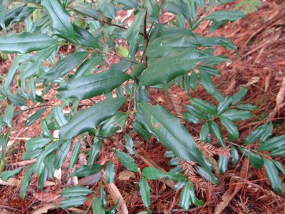 Symplocos heishanensis, photographed by 呂一起(Lyu yi-chi)