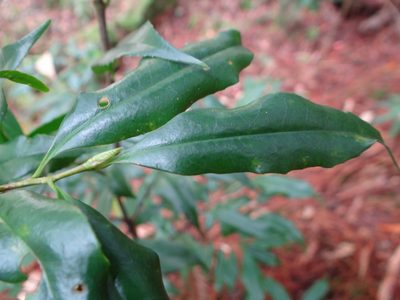 Symplocos heishanensis, photographed by 呂一起(Lyu yi-chi)