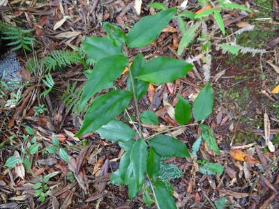 Symplocos sonoharae, photographed by 呂一起(Lyu yi-chi)