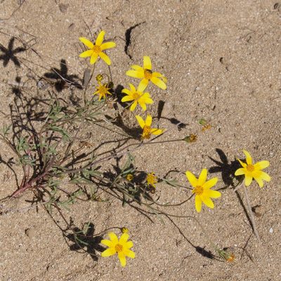 Bidens xanti, photographed by Bill Levine