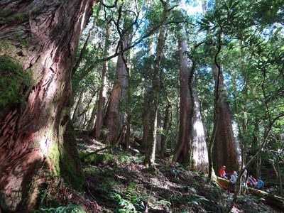 Taiwania cryptomerioides, photographed by 呂一起(Lyu yi-chi)
