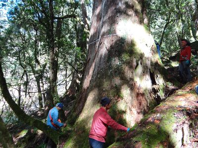 Taiwania cryptomerioides, photographed by 呂一起(Lyu yi-chi)