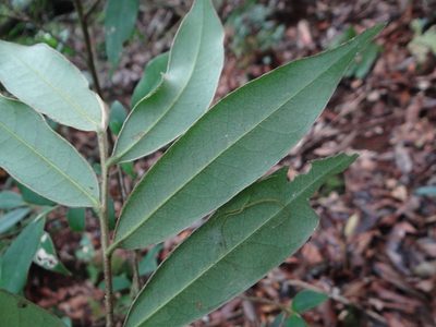 Adinandra lasiostyla, photographed by 呂一起(Lyu yi-chi)