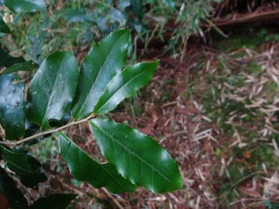 Symplocos lancifolia, photographed by 呂一起(Lyu yi-chi)
