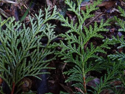 Chamaecyparis formosensis, photographed by 呂一起(Lyu yi-chi)