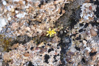 Gagea calantha, photographed by Kudaibergen Amirekul
