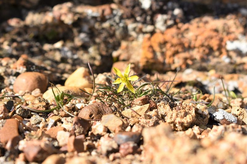 Gagea calantha, photographed by Kudaibergen Amirekul