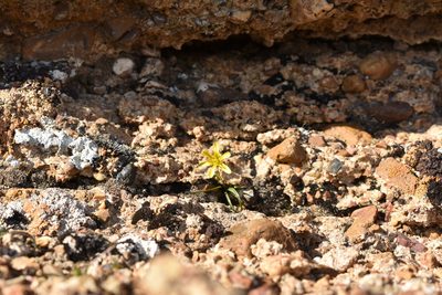 Gagea calantha, photographed by Kudaibergen Amirekul