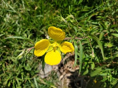 Ludwigia bonariensis, photographed by Leonel Roget