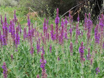 Salvia deserta, photographed by Kudaibergen Amirekul