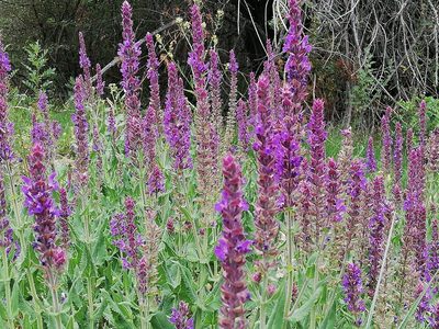Salvia deserta, photographed by Kudaibergen Amirekul