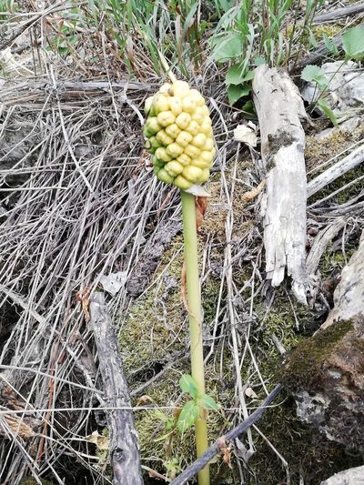 Arum korolkowii, photographed by Kudaibergen Amirekul