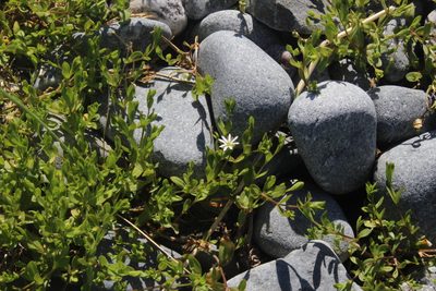 Stellaria humifusa, photographed by Dmitriy Bochkov