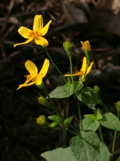 Baltimora recta, photographed by Juan Carlos Pérez Magaña