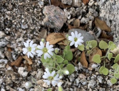 Drymaria debilis, photographed by Jim Riley