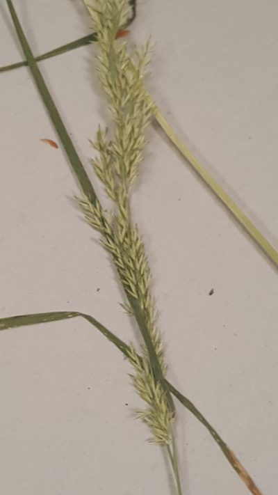 Sphenopholis intermedia, photographed by naturalist charlie
